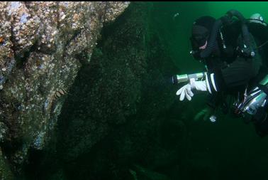 looking at painted greenling