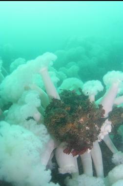 anemones with clump of giant barnacles and sponge