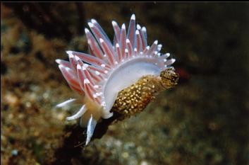 NUDIBRANCH