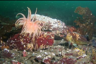 quillback rockfish and crimson anemone