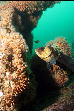 quillback rockfish and zoanthids