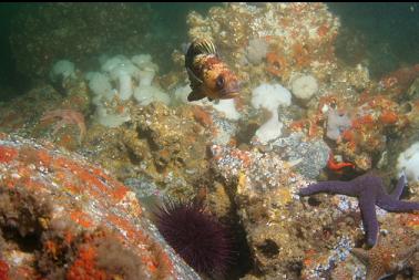 quillback rockfish