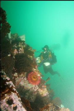 fish-eating anemone