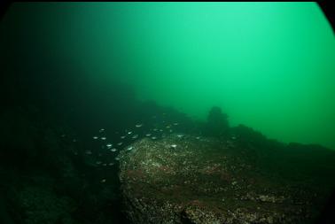 school of perch at top of wall
