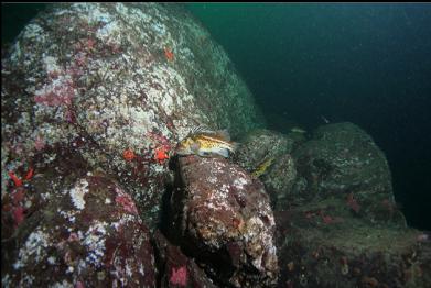 copper rockfish on wall
