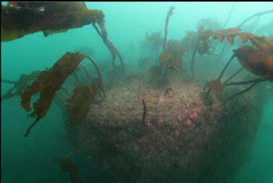 stalked kelp on top of boiler