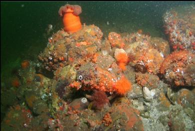 tunicates and burrowing cucumbers