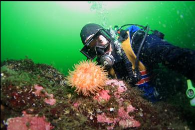 swimming anemone