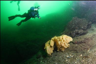 cloud sponge