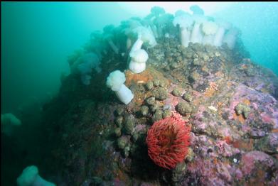 fish-eating anemone on wall