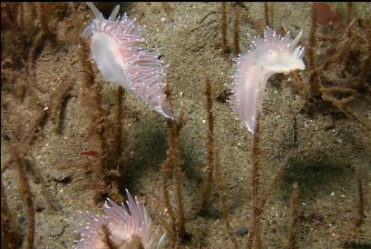 nudibranchs