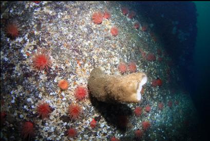 boot sponge and crimson anemones