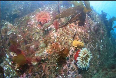 anemones and yellow nudibranch