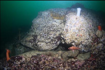 small copper rockfish on side of reef