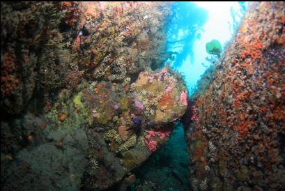 colour on reef