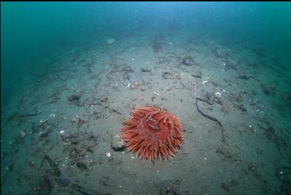 anemone in mud