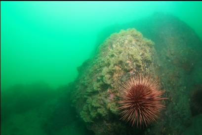 urchin and byrozoans on deeper reef