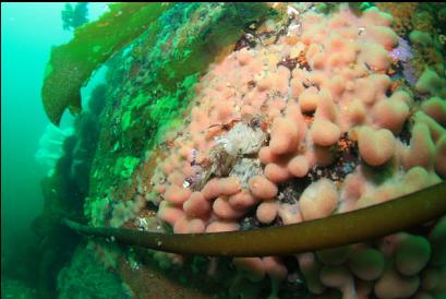 Irish lord on tunicate colony