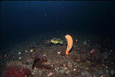 sea pen