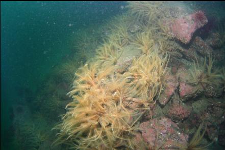 feather stars on boulders