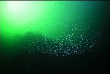 herring
