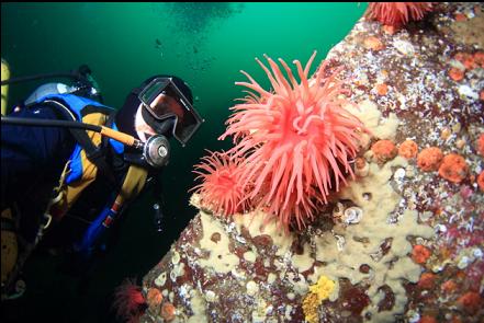 crimson anemones