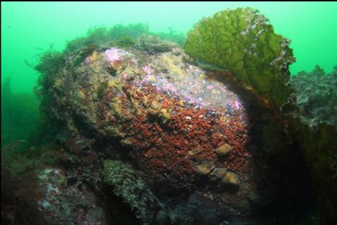 a bit of colour under a boulder