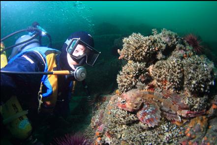 Irish lord and cemented tube worms