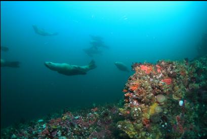 sealions near ledge