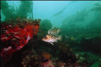 COPPER ROCKFISH ON REEF
