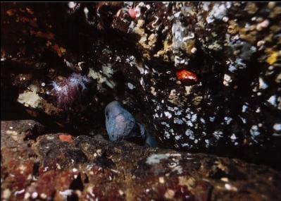 FEMALE WOLF EEL AND NUDIBRANCH