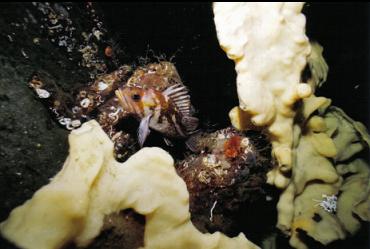 COPPER ROCKFISH AND CLOUD SPONGE