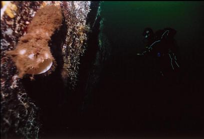 BOOT SPONGE ON DEEP WALL