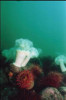 ANEMONES AND URCHINS