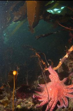 sunflower star under kelp