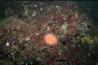 swimming anemone