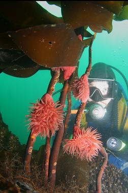 brooding anemones on kelp