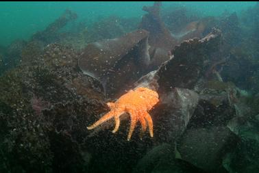 sunflower star on kelp