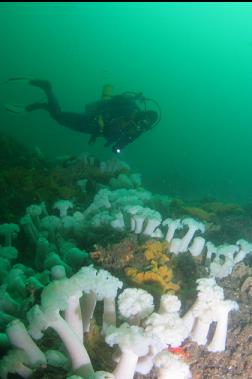 plumose anemones