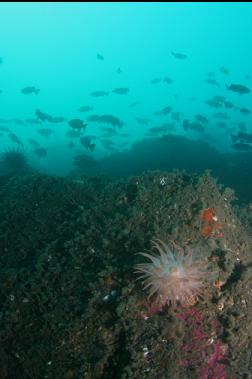 crimson anemone and rockfish on wall