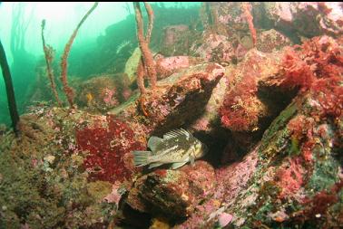 copper rockfish