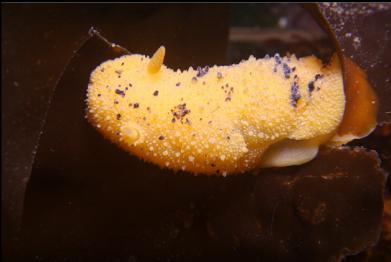 nudibranch