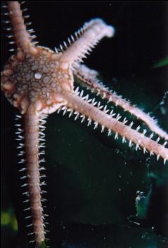 BRITTLE STAR