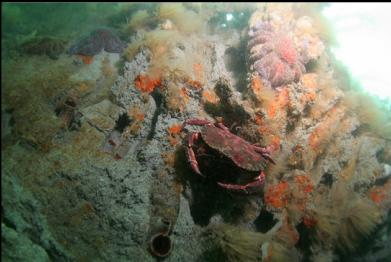 red rock crab on clay wall