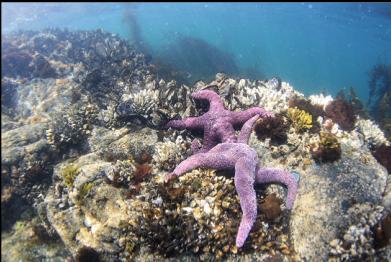 ochre stars