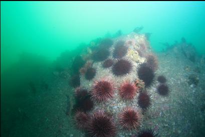 urchins on deeper reef