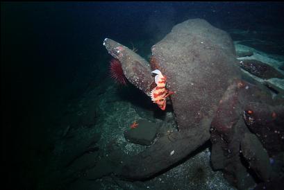 tiger rockfish at base of wall