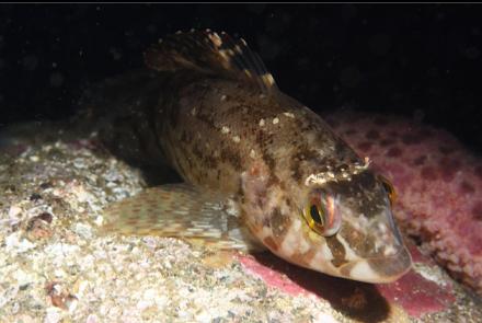 white-spotted greenling