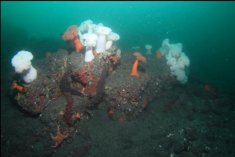 anemones, etc. 55 feet deep