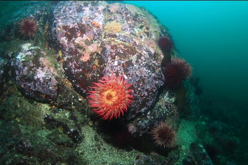 fish-eating anemone